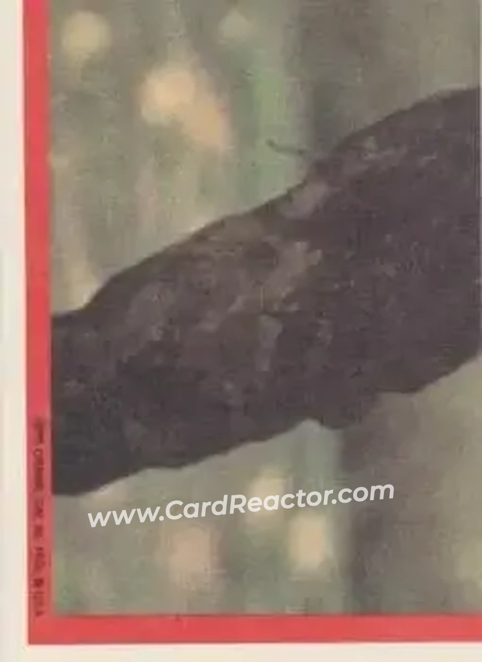 Back of Card #11